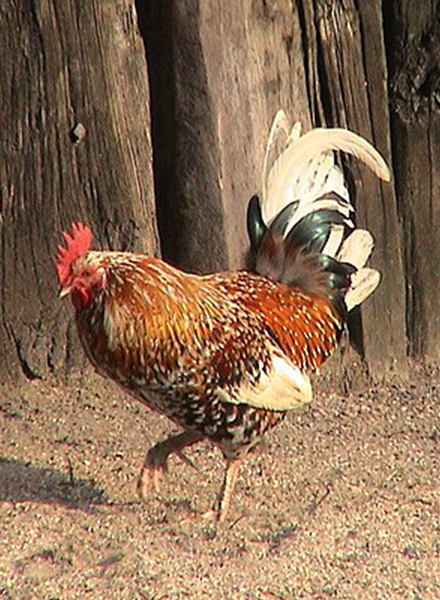 a photo of a rooster from Wikipedia